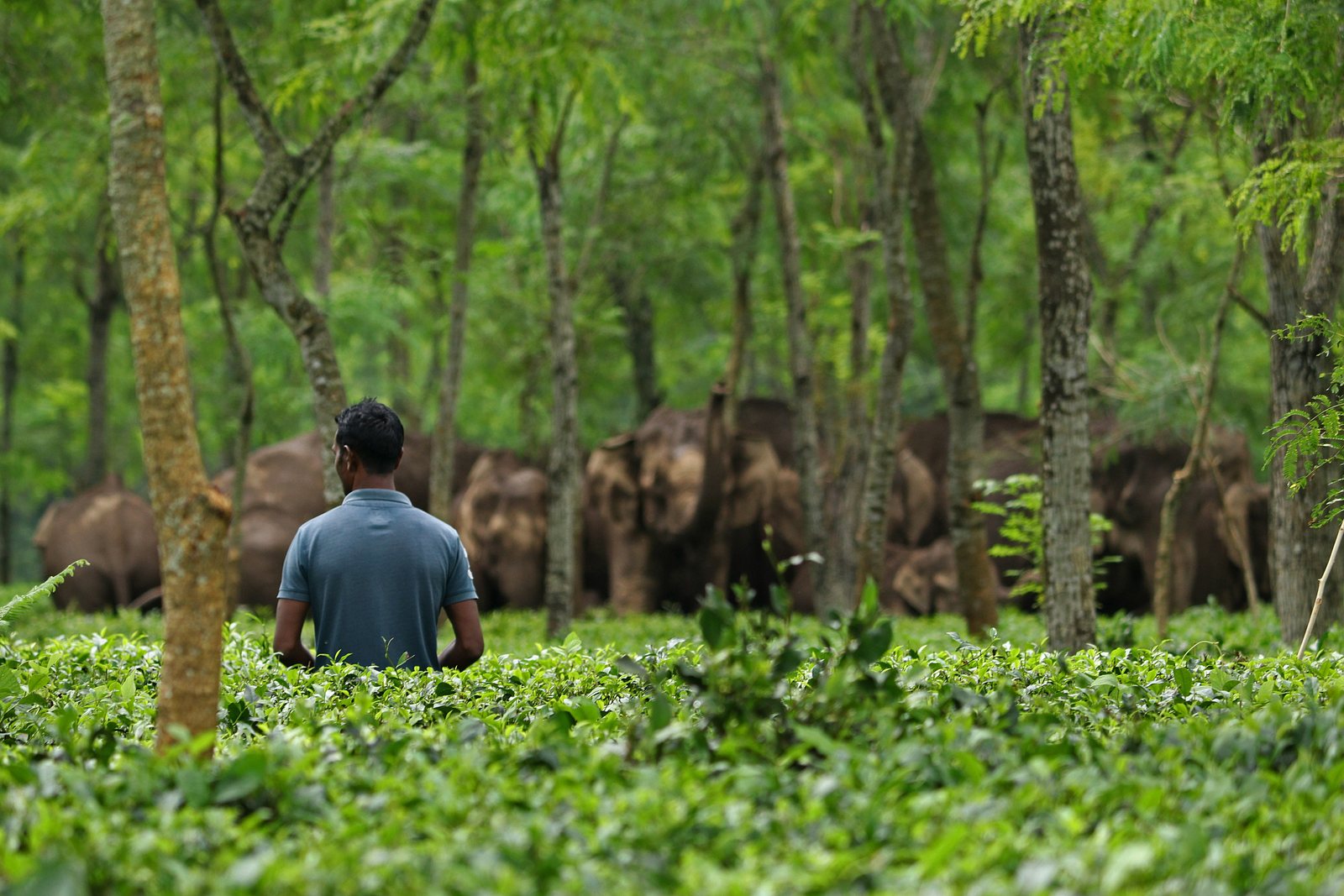 Elephants moving through a tea landscape