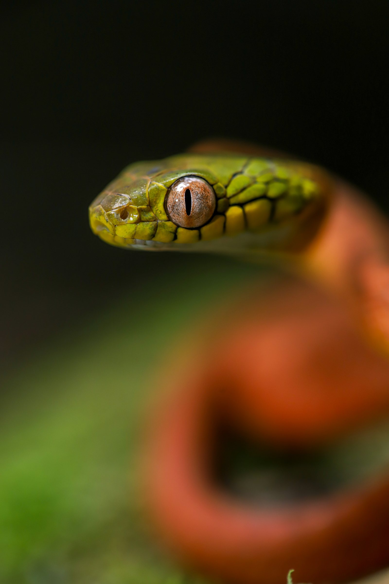 Close view of a green snake during field documentation